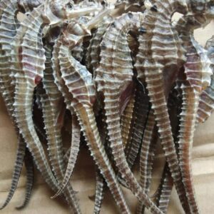 Dried Sea Horse