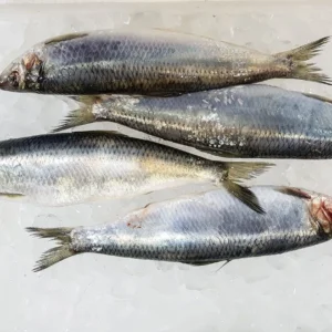 Herrings (Whole)