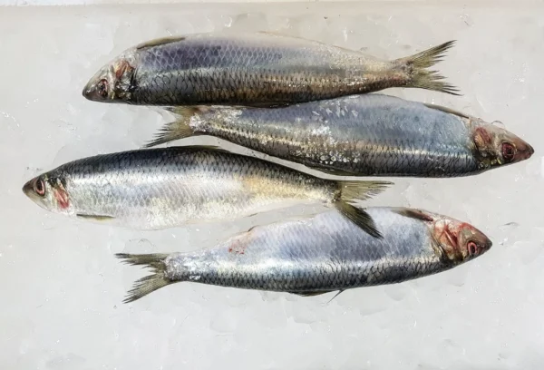 Herrings (Whole)
