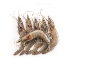 Medium Prawn
