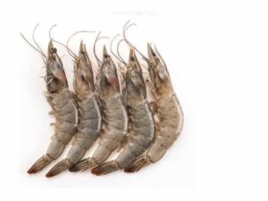Large Prawns
