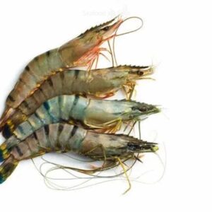 Tiger Prawns