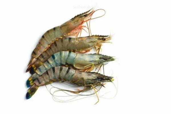 Tiger Prawns
