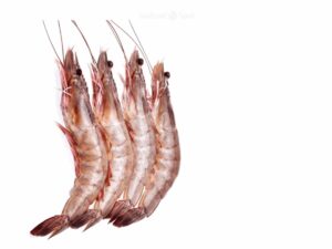 Jumbo Prawns