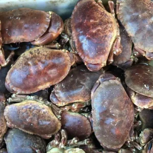 Brown Crabs