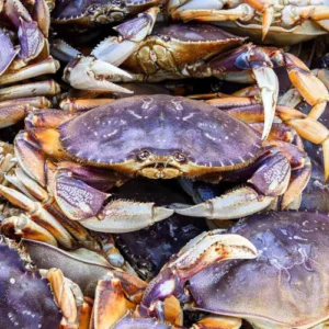 Dungeness Crabs