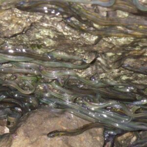 Live Baby Glass Eels