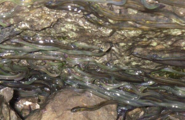 Live Baby Glass Eels