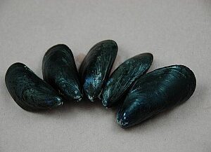 Saltspring Mussel