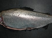 Ocean Trout