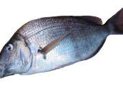 Porgy