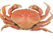 Dungeness Crab