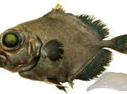 Oreo Dory