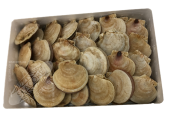 Live Scallops in Shell