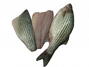 Striped Bass