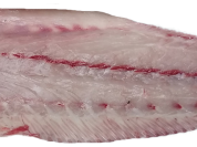 Stone Bass / Meagre