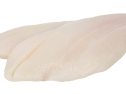 Turbot