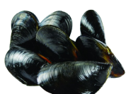 Gallo Mussel