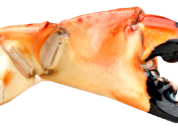 Stone Crab