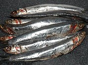 Anchovy