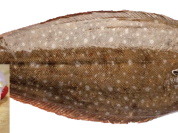 Farmed Dover Sole