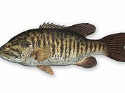 Black Bass