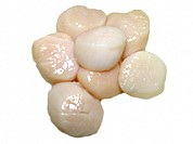 Sea Scallop
