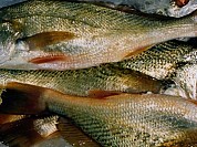 Croaker