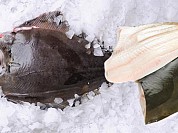 Halibut Farmed