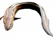 Conga Eel