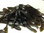 Fucus