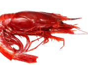 Carabineros Shrimp