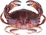 Rock Crab