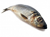 Herring