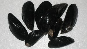 Wild Mussel
