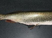Pike