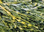 Seaweed for Decor