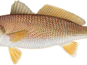 Red Drum