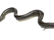 Eel