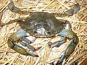 Soft Shell Crab