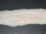 Wolf fish