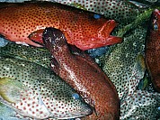 Strawberry Grouper