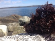 Sea Truffle