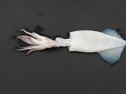 Loligo Squid