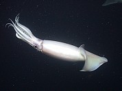 Humbolt Squid / Giant Squid