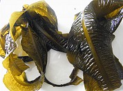 Wakame