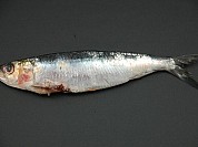 Sardine