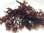 Irish Moss