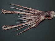 Squid Tentacles