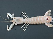 Mantis Shrimp